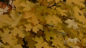 PICTURES/Oak Creek Canyon In October/t_Yellow Leaves1.JPG
